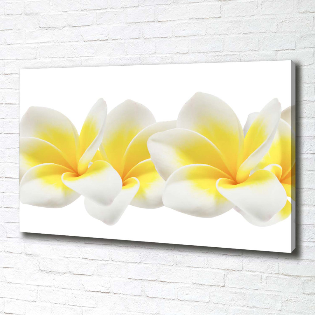 Plumeria - Ungerahmte Kunstdrucke auf Leinwand