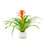 Bromeliad Plant in Planter