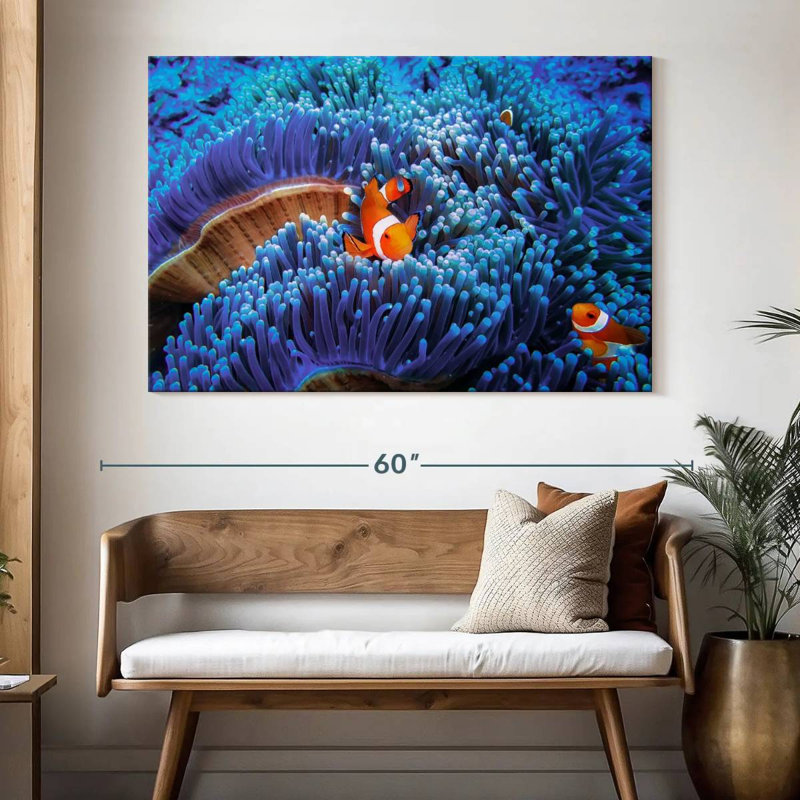 Bali sea anemone clownfish Aletra, H 34 po x l 51 po