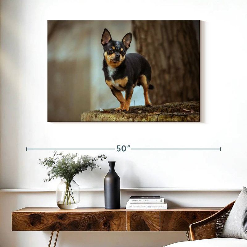 Tri Chihuahua, H 26 po x l 39 po