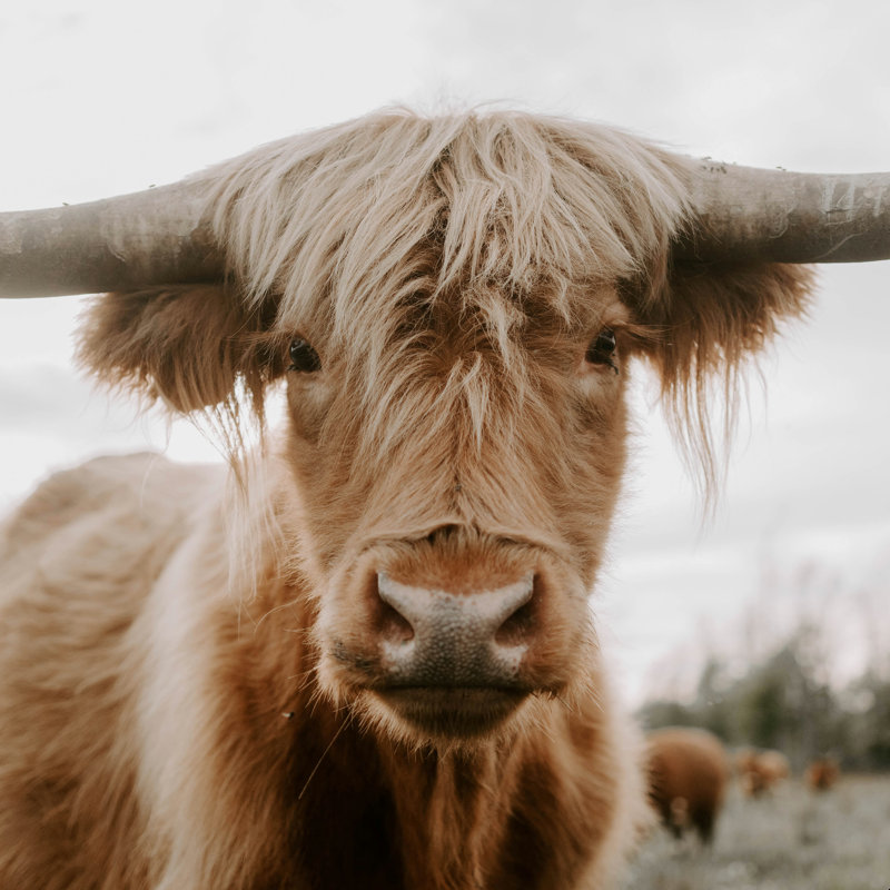 «The Curious Cow» par Chelsea Victoria - photographie sur toile tendue, H 12 po x l 12 po