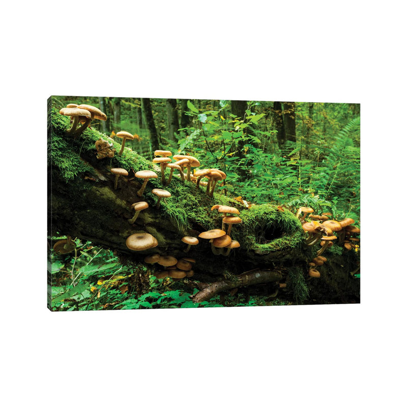 Bialowieza Forest, Mushrooms, Poland by Mikolaj Gospodarek - Wrapped Canvas Print, 20.32 cm H x 30.48 cm W