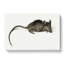 Mouse by Jean Bernard - Wrapped Canvas-55360576