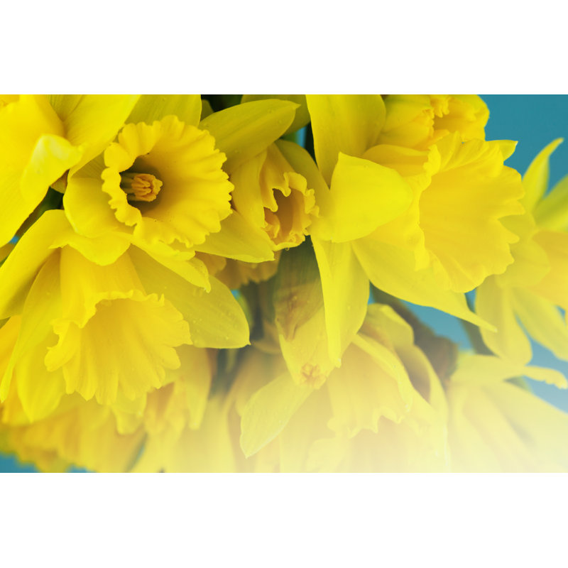 Jonquilles jaunes, H 8 po x l 12 po x P 1,25 po