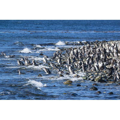 Magellanic Penguins by Guenterguni