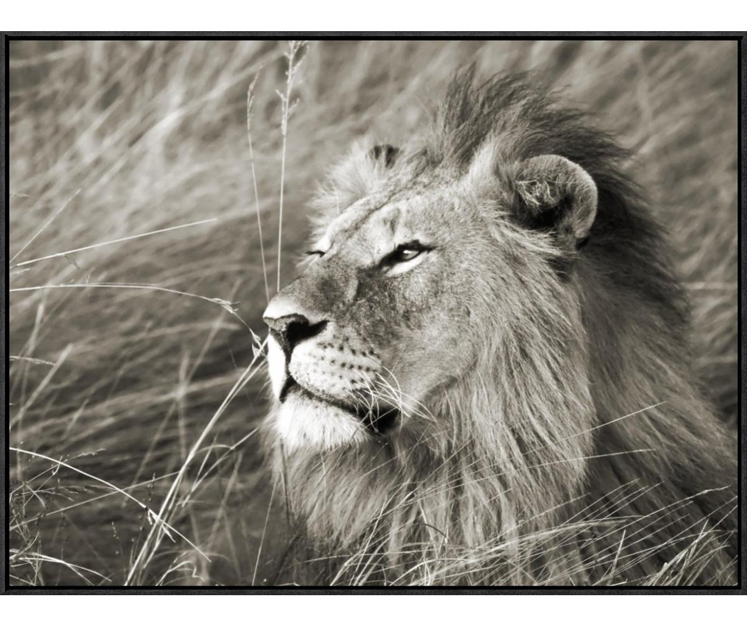 " African Lion, Masai Mara, Kenya " by Frank Krahmer Global Gallery