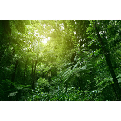 Canopy Of Jungle by STILLFX - Wrapped Canvas Print