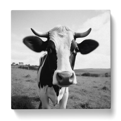 Cow Photograph - Print