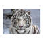 White Tiger Sighted Print-24074466