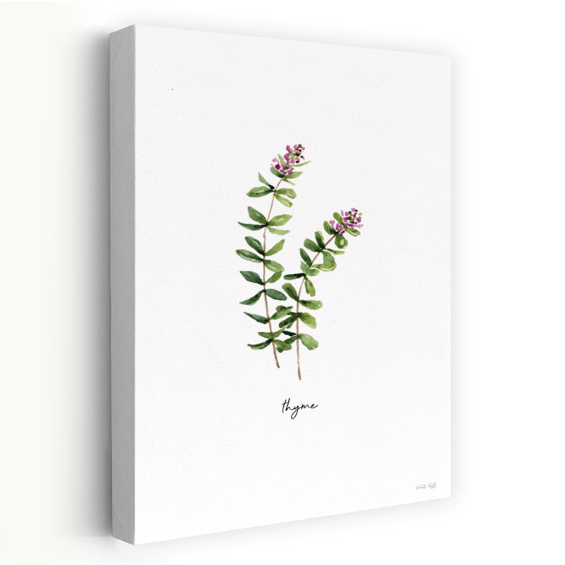 Thyme Herb by Cindy Jacobs - Wrapped Canvas Print, 91.44cm H x 60.96cm W