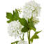 Anastasija Arrangement-572859229-572859228