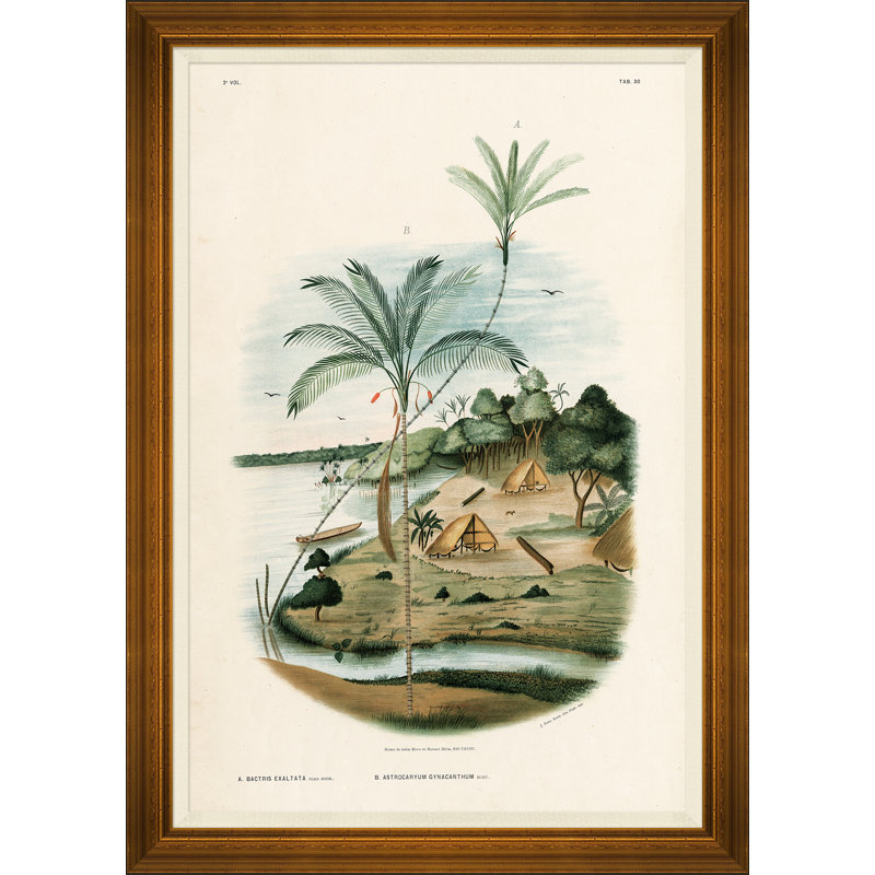 African Palms Giclee Print by João Barbosa Rodrigues