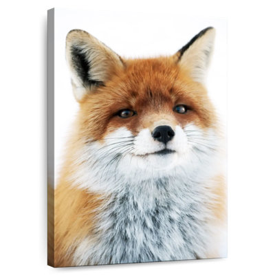 Regard de renard Brampt