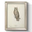 «Scops - Eared Owl Scops» - reproduction de cadre photo sur toile-1759236907