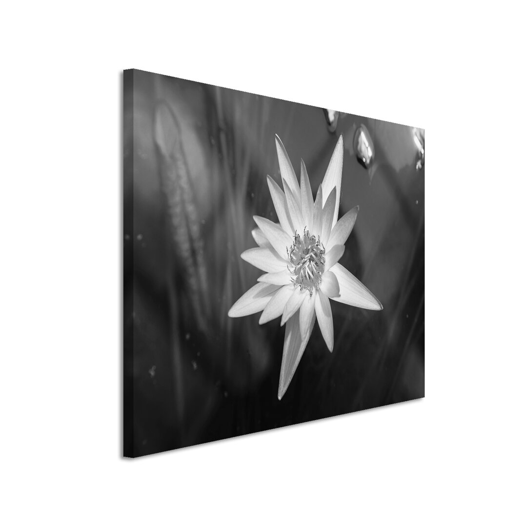 Leinwandbild „Blüte - Wasserlilie“, Fotodruck