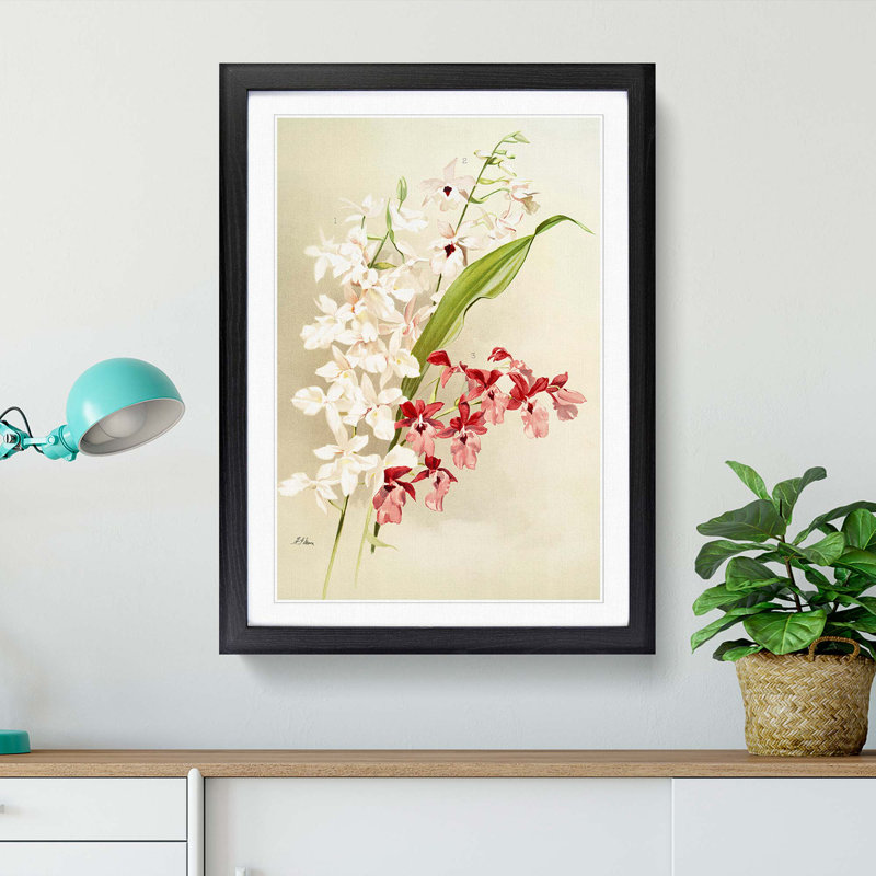 Magnolia Flowers Illustration Tab. 63 by Frederick Sander - Picture Frame Painting Print, Black, 91cm H x 60cm W x 2cm D