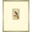 Mennonite Drawing, Song Bird Giclee Print