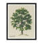 Meadow Tree Iv Print