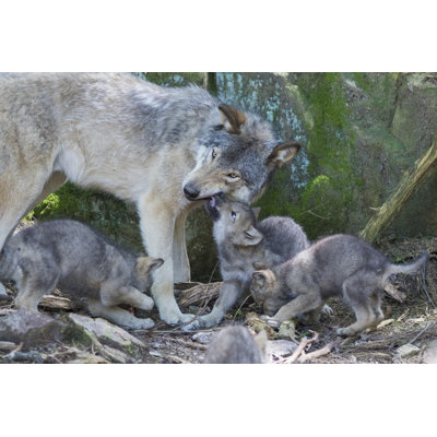 " Timber Wolf Family " by Mirceax