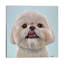 Ribeye The Shih Tzu - Wrapped Canvas Painting-1017848745