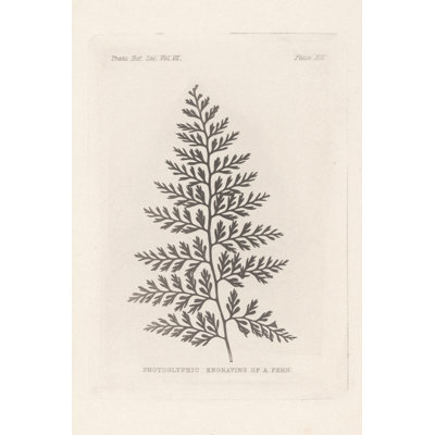 Fern Engraving by Wild Apple Portfolio - Graphic Art
