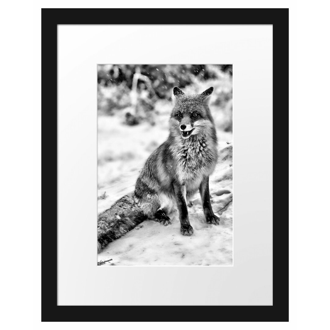 Gerahmtes Poster Fuchs im Schnee