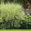 47 cm H x 54.5 cm W Fence Panels Fencing