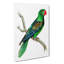 Great-billed Parrot by George Shaw - Wrapped Canvas-55304075