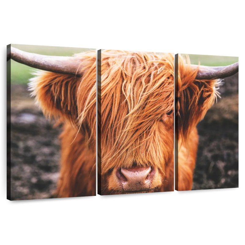 Frange Highland, H 24 po x l 38 po