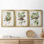 Oiseau antique, botanique et œuf I - ensemble de 3 peintures sur toile encadrées-1128397847-1128397846