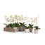 Mini Orchid 9" Potted