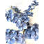 Orchidée phalaenopsis-18649246