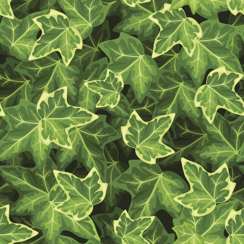 Ivy Leaves Vector Illustration - Wrapped Canvas Print, 30cm H x 30cm W x 3.8cm D
