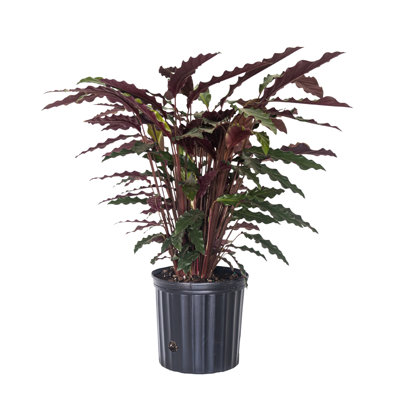 Live Calathea Prayer Plant Fuzzy Feathers Rufibarba Indoor Houseplant in 10 inch Grower Pot