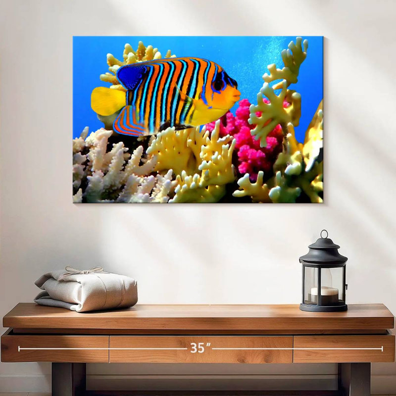 Brampt Queen Angelfish, 16" H x 24" W