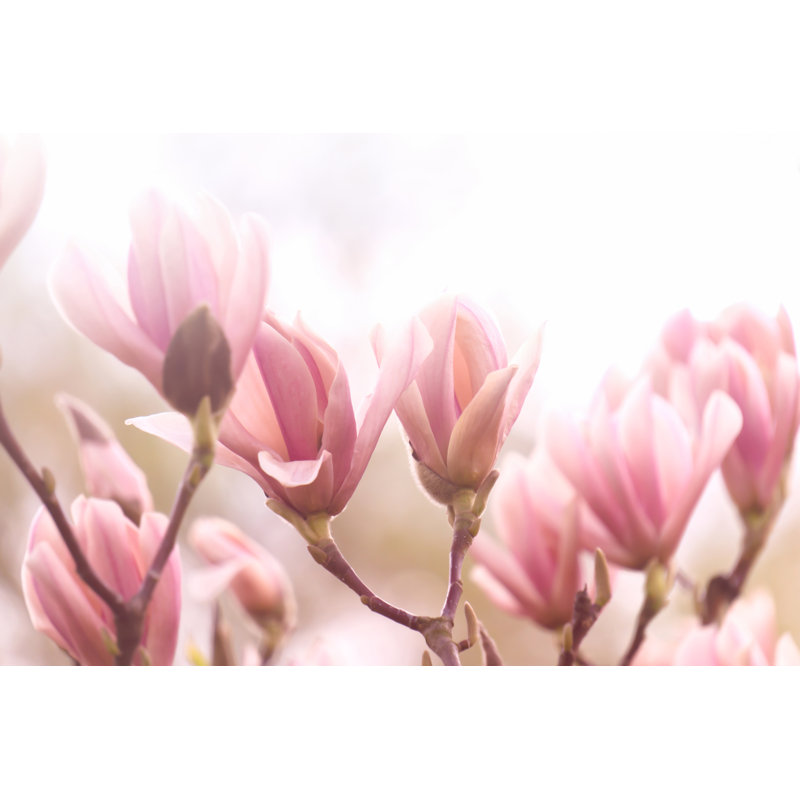 Magnolia Tree by Winyuu - Wrapped Canvas Print, 61cm H x 91cm W