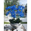 Multiple Stems of Phaleanopsis Orchids Centerpiece in Planter-87362659