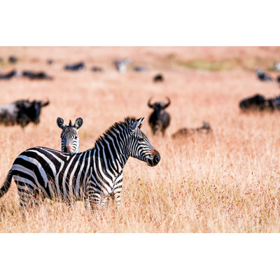 Zebras At Great Wildebeest by 1001slide - Wrapped Canvas Print