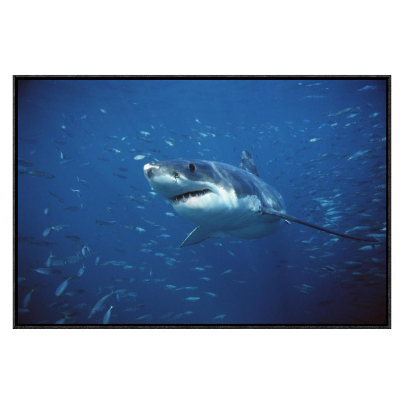 " Great White Shark Swimming Through A School Of Fish, Neptune Islands, South Australia ", 20" H x 30" W, Black Framed