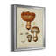 Mushroom Variétés I - Ensemble de 4 peintures sur toile encadrées-1710397847-1710397851