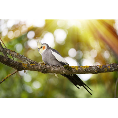 " Cockatiel Bird " by Satephoto