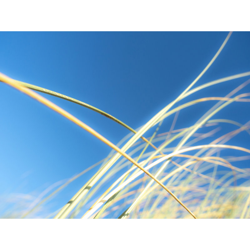 " Dune Grasses " by Petra Trimmel, Black Framed Canvas, 24" H x 32" W