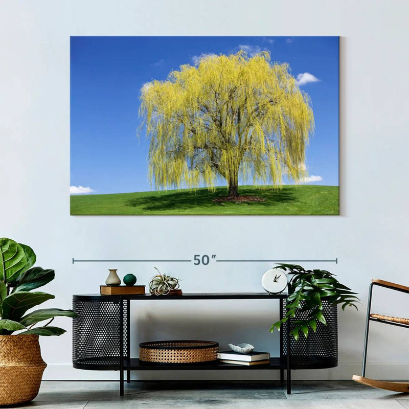 Harnek Spring Weeping Willow, 34" H x 51" W