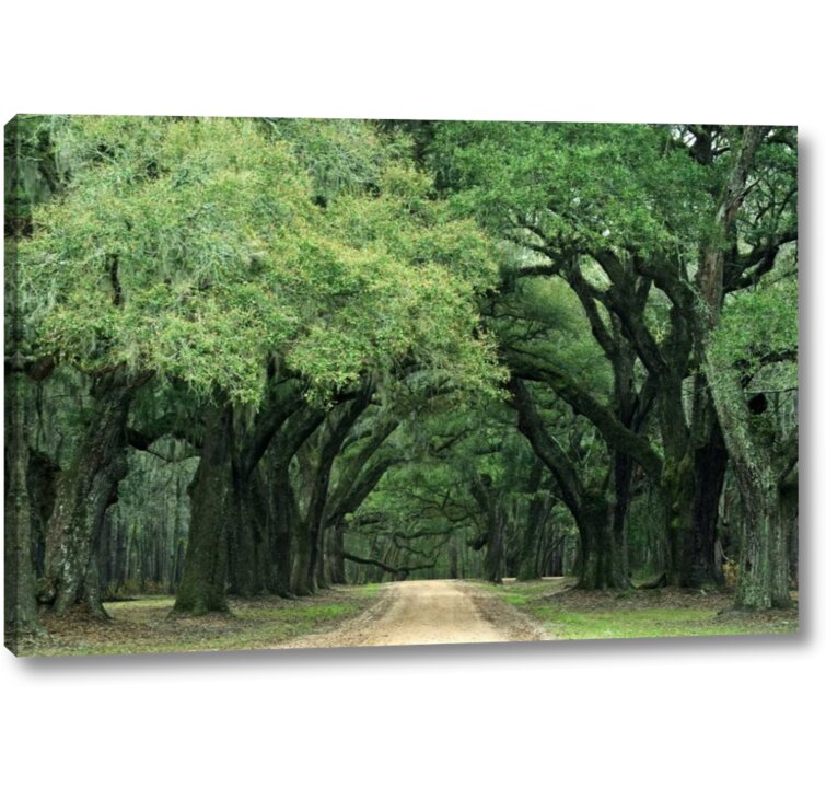 Spanish Moss, Charleston SC