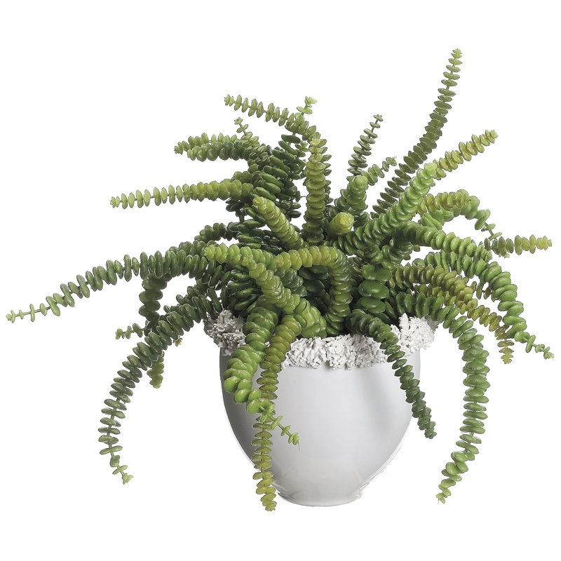Succulent plante en vase céramique