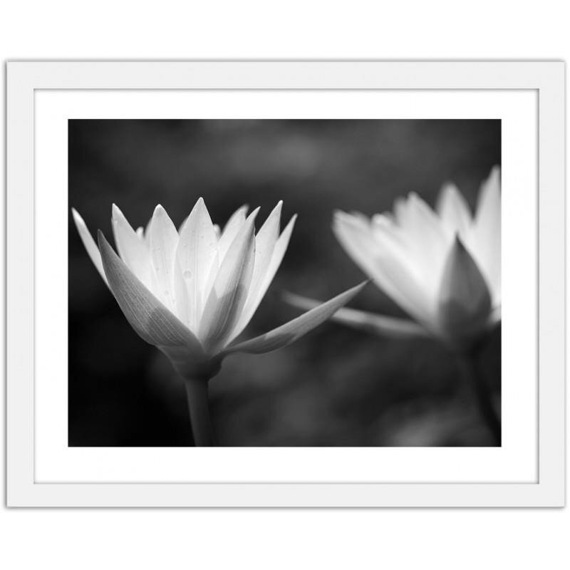 Gerahmter Fotodruck Water Lilies 2