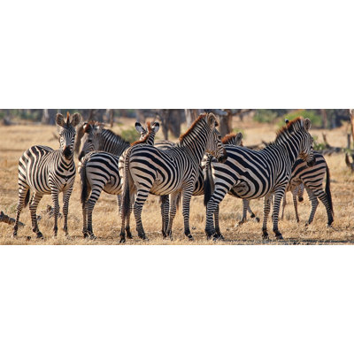 Line of Zebras' Photographic Print