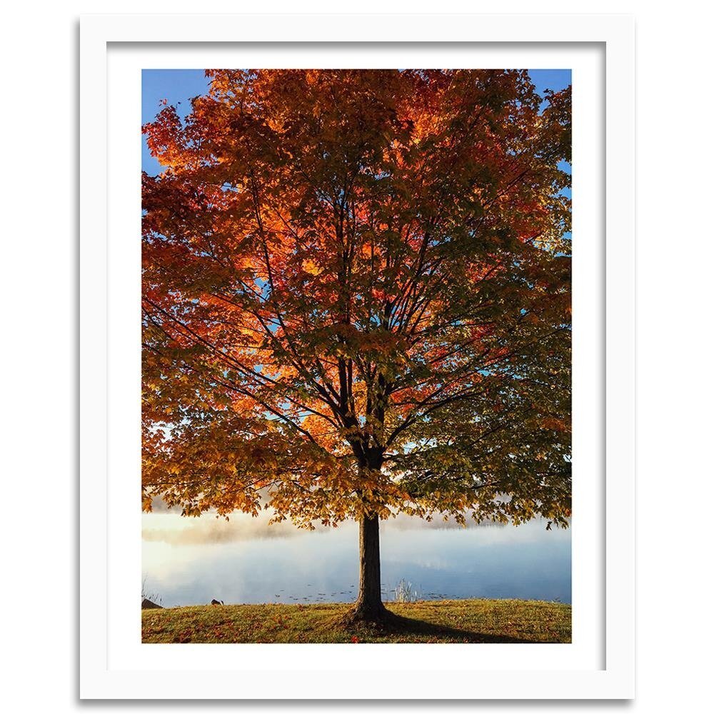 Gerahmtes Poster Herbstbaum