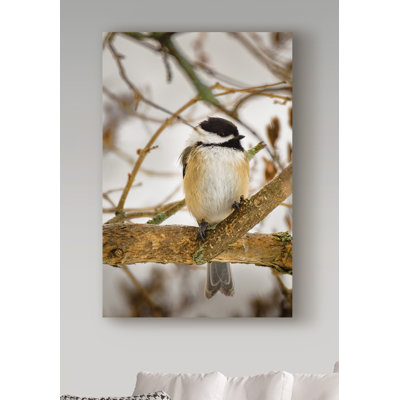 " Chickadee On Tree " by Brenda Petrella Photography Llc