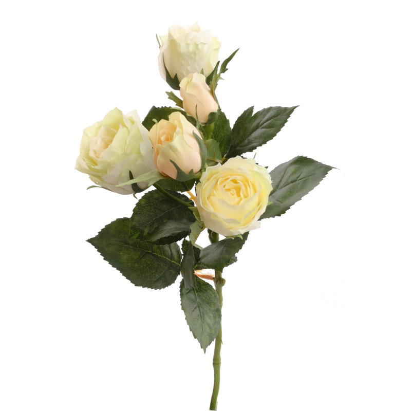Roses, Rose crème
